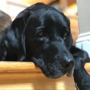 Meet your Posher, Jess